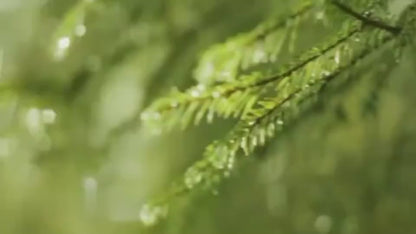 Rain Cloud Humidifier